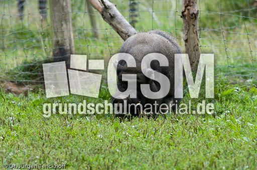 Hängebauchschwein (19 von 37).jpg